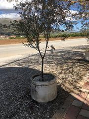 Γλάστρες τσιμεντένιες διάφορες παρτίδα-thumb-18