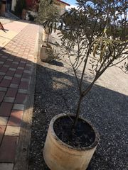 Γλάστρες τσιμεντένιες διάφορες παρτίδα-thumb-29