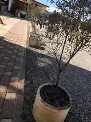 Γλάστρες τσιμεντένιες διάφορες παρτίδα-thumb-30