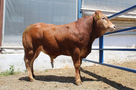 LIMOUSIN ΚΑΘΑΡΟΑΙΜΑ, ΕΠΙΒΗΤΟΡΕΣ ΚΑΙ ΜΟΣΧΙΔΕΣ