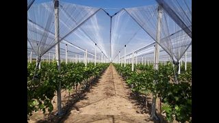 ΔΙΧΤΥ ΑΝΤΙΧΑΛΑΖΙΚΟ Λευκο 65gr/m2 3Χ100m-thumb-2