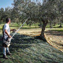 Cifarelli SC800 Δονητικό Μηχάνημα Συλλογής Ελιάς-thumb-4