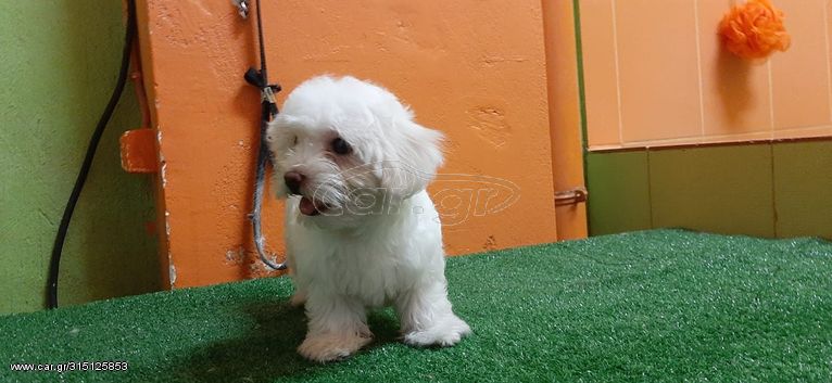 μαλτεζακια θυληκα μινι