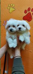maltese mini