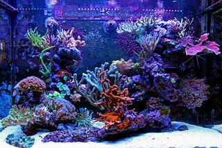 Δάπεδα : Coral reef ecosystem