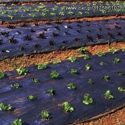 Φύλλο Εδαφοκάλυψης 6020 20gr Μαύρο ΠΛΑΣΤΙΚΑ ΚΡΗΤΗΣ 1Χ1500μ