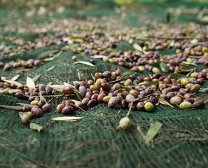Ελαιόδιχτα ΚΡΗΤΗΣ Φανουράκη Olive Net EXTRA PLUS Πράσινα 125 γραμμαρίων 6Χ12 (το πιο ενισχυμένο δίχτυ)