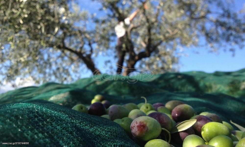 Ελαιόδιχτα ΚΡΗΤΗΣ Φανουράκη Olive Net EXTRA 100 γραμ 5Χ10