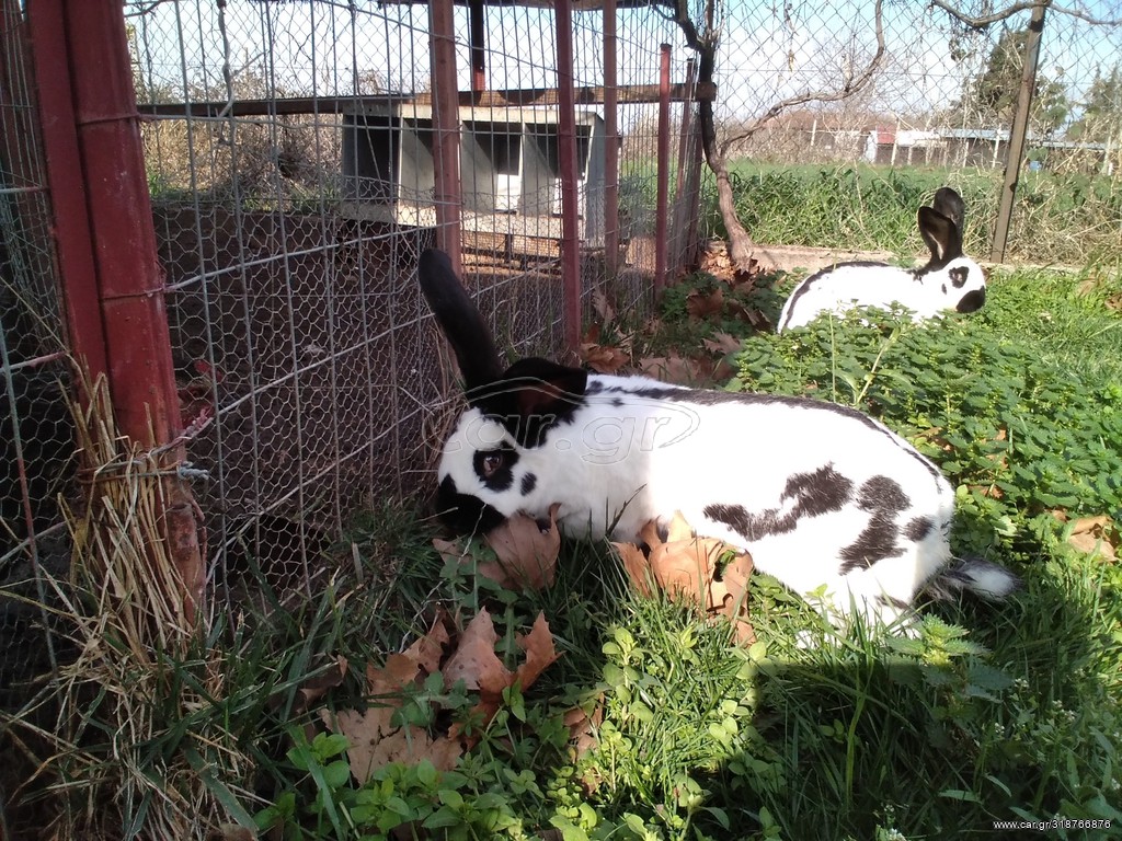 ΓΙΓΑΝΤΕΣ ΘΕΡΜΑΙΚΟΥ