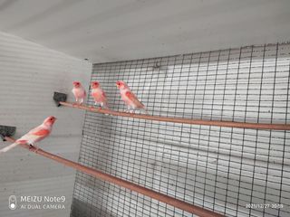 Καναρινια μωσαϊκά κόκκινα