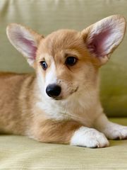 Κόργκι-Welsh corgi-thumb-3