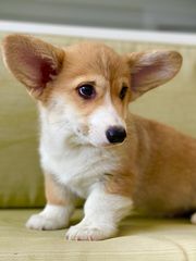 Κόργκι-Welsh corgi-thumb-4