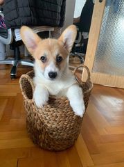 Κόργκι-Welsh corgi-thumb-2