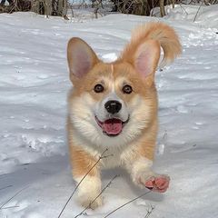 Κόργκι-Welsh corgi-thumb-5