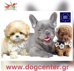 Dogcenter puppies 