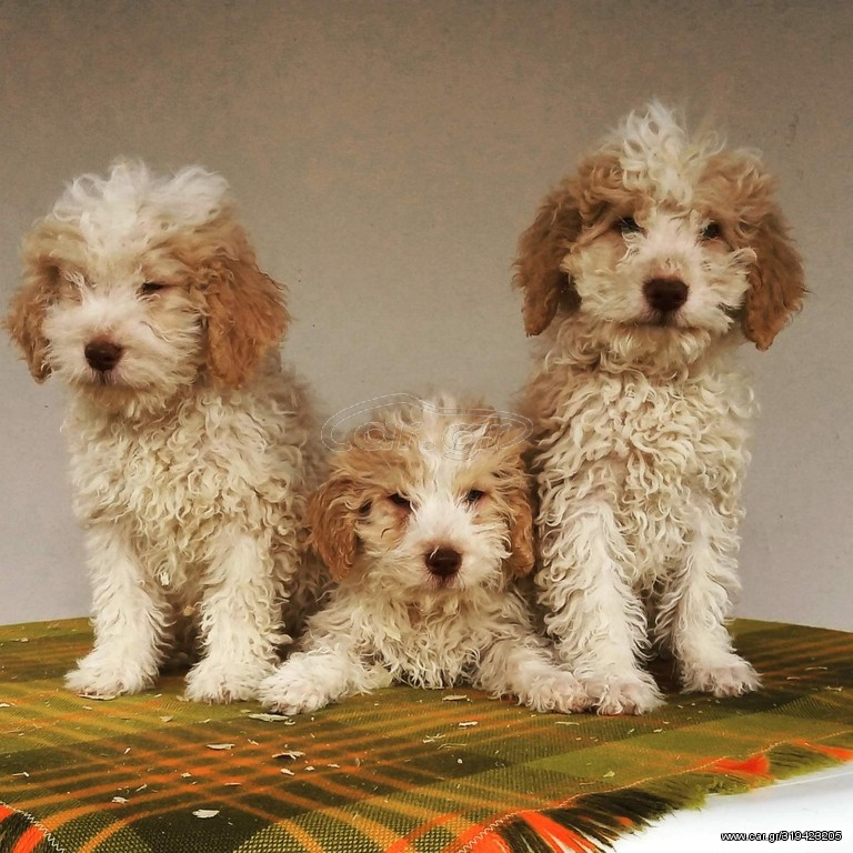 Lagotto Romagnolo