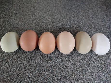 Αυγά Εκκόλαψης από κοπάδι Ελευθέρας Βοσκής 