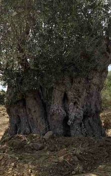 Πωλούνται αιωνόβια και υπεραιωνόβια δέντρα Ελιάς  απο 3.000€ έως 9.000€. Centuries-old and perennial olive trees for sale from € 3,000 to € 9,000.