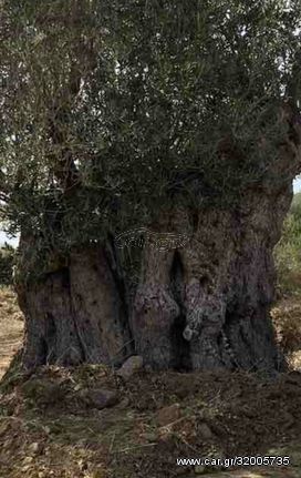 Πωλούνται αιωνόβια και υπεραιωνόβια δέντρα Ελιάς  απο 3.000€ έως 9.000€. Centuries-old and perennial olive trees for sale from € 3,000 to € 9,000.