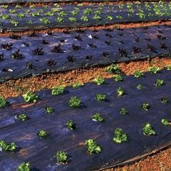Φύλλο Εδαφοκάλυψης 15gr Μαύρο Αχαικά Πλαστικά 0,8Χ1800 μέτρα-thumb-1