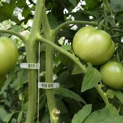 Πλαστικά Κλιπ Ντομάτας 10.000 τεμάχια-thumb-1