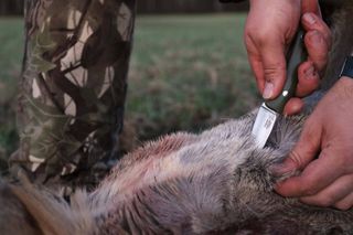 Casstrom Safari Mini Hunter Stabilised Curly Birch Stainless Steel-thumb-5