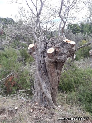 Ελιες αιωνοβιες