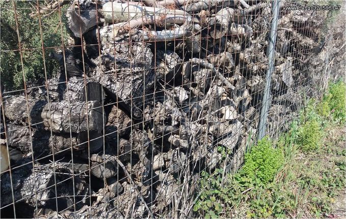 Κομμένα ξερά στεγασμένα καυσόξυλα ελιάς σε Ηλεία Αχαία 