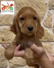 Κόκερ σπάνιελ - Coker spaniel-thumb-3
