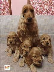 Κόκερ σπάνιελ - Coker spaniel-thumb-4