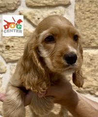 Κόκερ σπάνιελ - Coker spaniel-thumb-5