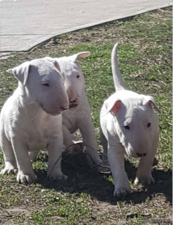 Μπούλ τερριέ - Bull terrier