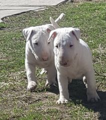 Μπούλ τερριέ - Bull terrier-thumb-1