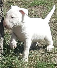 Μπούλ τερριέ - Bull terrier-thumb-2