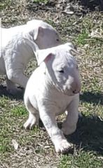 Μπούλ τερριέ - Bull terrier-thumb-3