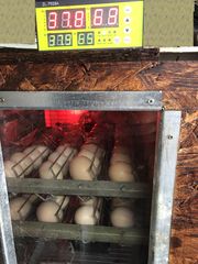  ΕΠΑΓΓΕΛΜΑΤΙΚΩΝ ΠΡΟΔΙΑΓΡΑΦΩΝ κλωσσομηχανη  150-200 αυγων κοτας κλπ