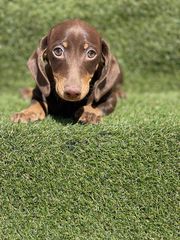 Dachshund mini - Μίνι Ντάσχαουντ-thumb-5