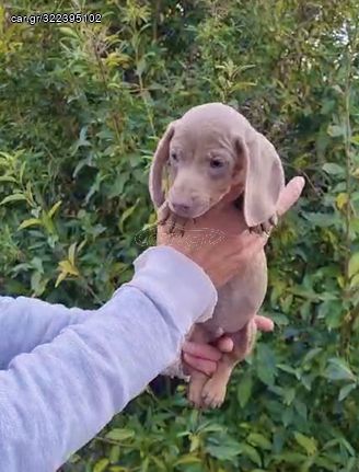 Dachshund mini - Μίνι Ντάσχαουντ