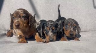 Dachshund mini - Μίνι Ντάσχαουντ-thumb-9