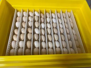 ΣΕΡΑΜΑ ΜΑΛΑΙΣΙΑΣ (SERAMA MALAY) ΖΕΥΓΑΡΙΑ - ΑΥΓΑ-thumb-11