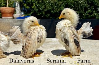 ΣΕΡΑΜΑ ΜΑΛΑΙΣΙΑΣ (SERAMA MALAY) ΖΕΥΓΑΡΙΑ - ΑΥΓΑ-thumb-10