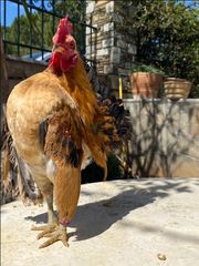 ΣΕΡΑΜΑ ΜΑΛΑΙΣΙΑΣ (SERAMA MALAY) ΖΕΥΓΑΡΙΑ - ΑΥΓΑ-thumb-7