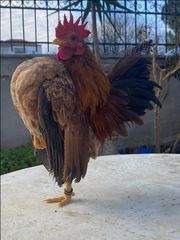 ΣΕΡΑΜΑ ΜΑΛΑΙΣΙΑΣ (SERAMA MALAY) ΖΕΥΓΑΡΙΑ - ΑΥΓΑ-thumb-8