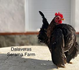 ΣΕΡΑΜΑ ΜΑΛΑΙΣΙΑΣ (SERAMA MALAY) ΖΕΥΓΑΡΙΑ - ΑΥΓΑ-thumb-1