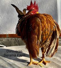 ΣΕΡΑΜΑ ΜΑΛΑΙΣΙΑΣ (SERAMA MALAY) ΖΕΥΓΑΡΙΑ - ΑΥΓΑ-thumb-2