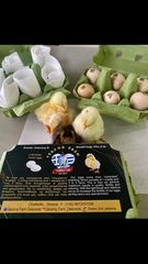 ΣΕΡΑΜΑ ΜΑΛΑΙΣΙΑΣ (SERAMA MALAY) ΖΕΥΓΑΡΙΑ - ΑΥΓΑ-thumb-13