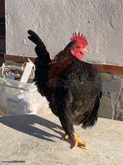 ΣΕΡΑΜΑ ΜΑΛΑΙΣΙΑΣ (SERAMA MALAY) ΖΕΥΓΑΡΙΑ - ΑΥΓΑ-thumb-3