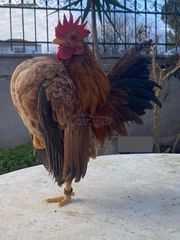 ΣΕΡΑΜΑ ΜΑΛΑΙΣΙΑΣ (SERAMA MALAY) ΖΕΥΓΑΡΙΑ - ΑΥΓΑ-thumb-4