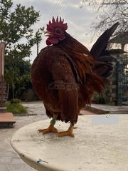 ΣΕΡΑΜΑ ΜΑΛΑΙΣΙΑΣ (SERAMA MALAY) ΖΕΥΓΑΡΙΑ - ΑΥΓΑ-thumb-5