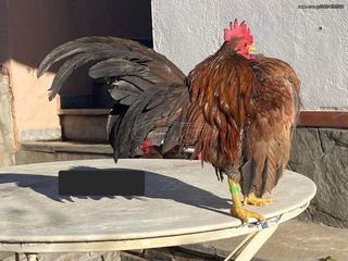 ΣΕΡΑΜΑ ΜΑΛΑΙΣΙΑΣ (SERAMA MALAY) ΖΕΥΓΑΡΙΑ - ΑΥΓΑ-thumb-6